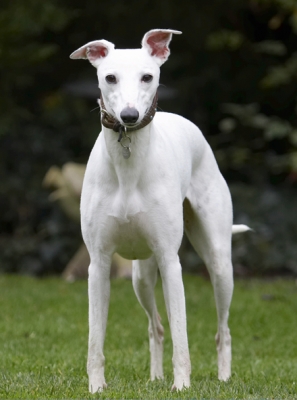 I'm such a poser
Ključne besede: Dog Dogs Mabel Play Playing Playtime Whippet