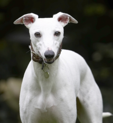 I feel pretty, oh so pretty.........
Ключові слова: Dog Dogs Mabel Play Playing Playtime Whippet