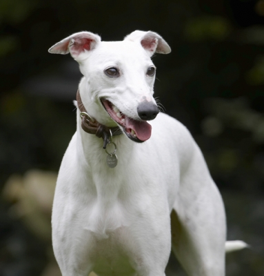 Wot's going on over there?
Palabras clave: Dog Dogs Mabel Play Playing Playtime Tongue Whippet