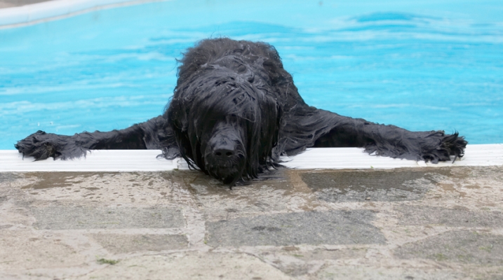 Whoops - I didn't mean to do that!!
الكلمات الإستدلالية(لتسهيل البحث): Briard Dog Dogs Mortimer Morty Play Playing Playtime Pool Swimming