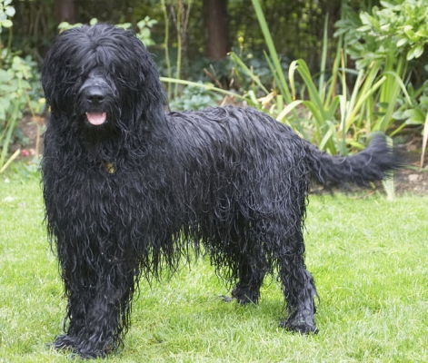 Jus' hanging out to dry
Anahtar kelimeler: Briard Dog Dogs Mortimer Morty Play Playing Playtime Tongue