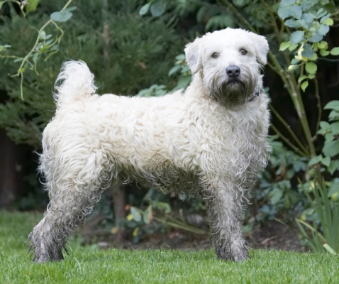 I know, I'm mucky
Schlüsselwörter: Dog Dogs Edward Terriers Wheaten Terrier