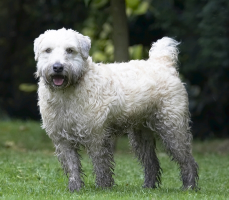 OK, wot we gonna do now?
Palabras clave: Dog Dogs Edward Terriers Tongue Wheaten Terrier