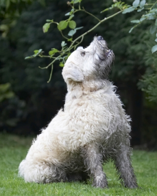 OK, you have my undivided attention
Ключові слова: Dog Dogs Edward Sitting Terriers Wheaten Terrier