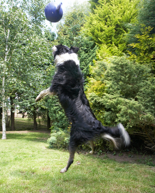 ........... and here it is ..........
Schlüsselwörter: Collies Mammal Mammals Play Playing Playtime Stinkie Stinky Terrestrial Mammal Action Animal Animals ball Border Collie Canine Canines Terrestrial Mammals Dog Dogs Jump Jumping Land Mammal Land Mammals Leap Leaping