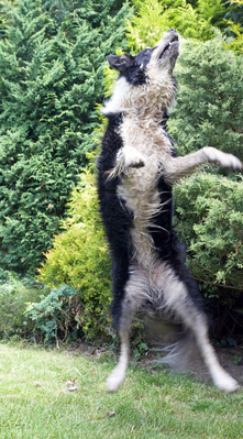 ............. and I'm ready again
Avainsanat: Mammals Play Playing Playtime Stinkie Stinky Terrestrial Mammal Terrestrial Mammals action Animal Animals Border Collie Canine Canines Collies Dog Dogs Jump Jumping Land Mammal Land Mammals Leap Leaping Mammal