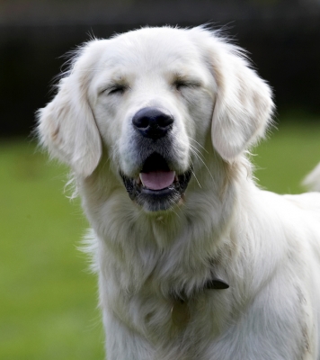 I'll just rest my eyes a bit
Keywords: Dog Dogs Golden Retriever Play Playing Playtime Tia Tongue