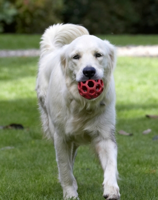 OK, I'll bring it back for another throw
Keywords: Dog Dogs Golden Retriever Play Playing Playtime Tia