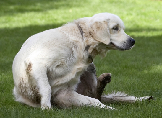 Ooooh, can I reach
Ключові слова: Dog Dogs Golden Retriever Play Playing Playtime Scratch Scratching Tia