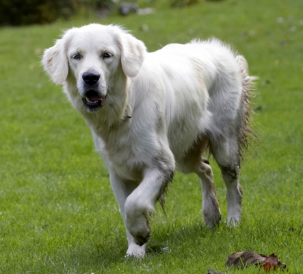 Well, I've got myself mucky.  What shall I do now?
Palabras clave: Dog Dogs Golden Retriever Play Playing Playtime Tia Tongue