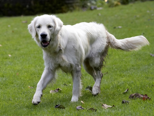 I'm just out for a trot
Ključne besede: Dog Dogs Golden Retriever Play Playing Playtime Tia