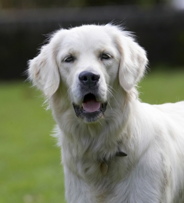 Wassup!!!!!!!!!
Anahtar kelimeler: Dog Dogs Golden Retriever Play Playing Playtime Tia Tongue