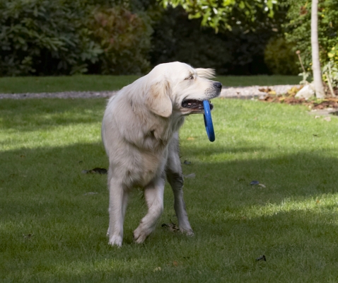 No more photos please
Keywords: Dog Dogs Golden Retriever Play Playing Playtime Tia
