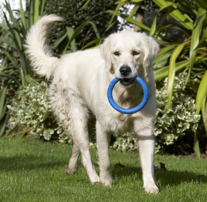 Wot shall I do now?
Keywords: Dog Dogs Golden Retriever Play Playing Playtime Tia