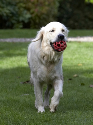 My favourite game
Keywords: Ball Dog Dogs Golden Retriever Play Playing Playtime Tia