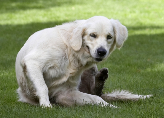 Oh, maybe if I put my face down to my paw.......
الكلمات الإستدلالية(لتسهيل البحث): Dog Dogs Golden Retriever Play Playing Playtime Scratch Scratching Tia