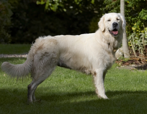 Ooooh, that's better
Klíčová slova: Dog Dogs Golden Retriever Play Playing Playtime Stand Standing Tia Tongue