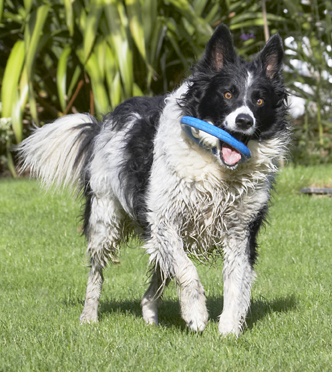 Wotta catch
Keywords: Border Collie Collies Dog Dogs Jack Play Playing Playtime