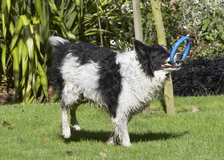 I see with my little eye.....
Keywords: Border Collie Collies Dog Dogs Jack Play Playing Playtime