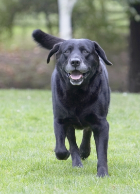 I'm here and ready for fun
Keywords: Cole Dog Dogs Labrador Play Playing Playtime Run Running Tongue
