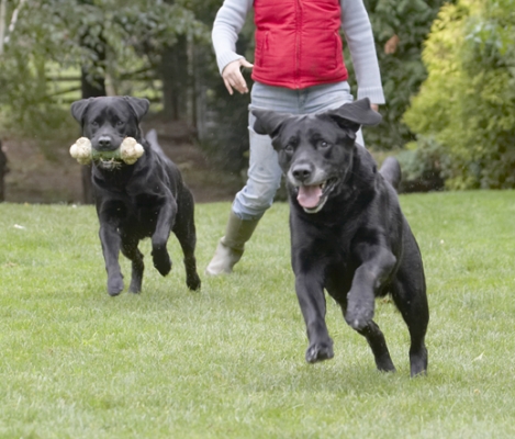 That one's for me
Keywords: Cole Dog Dogs Labrador Otis Play Playing Playtime Run Running Tongue