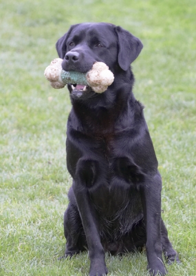 Well, wot's going on over there
Keywords: Dog Dogs Labrador Otis Play Playing Playtime Sit Sitting