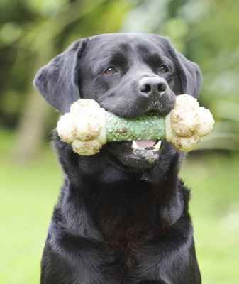 I'm waiting to see if it is worth dropping my bone
Keywords: Dog Dogs Head Labrador Otis Play Playing Playtime