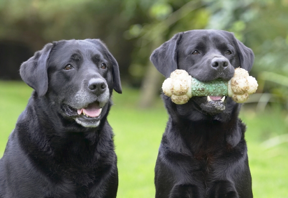 We're good at this sitting lark
Keywords: Cole Dog Dogs Head Labrador Otis Play Playing Playtime Shot Sit Sitting