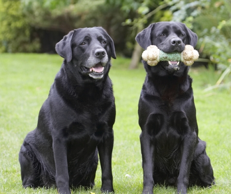 We can sit here all day you know
Keywords: Cole Dog Dogs Labrador Otis Play Playing Playtime Sit Sitting