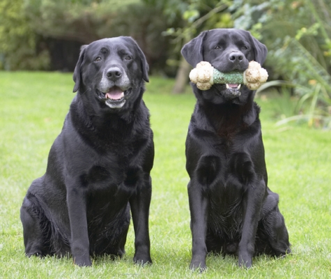 Well, when is something gonna happen?!
Keywords: Cole Dog Dogs Labrador Otis Play Playing Playtime Sit Sitting
