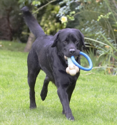 Whaddya think of my party trick
Keywords: Dog Dogs Labrador Otis Play Playing Playtime