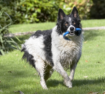 Hey, I'm good at this hoopla
Keywords: Border Collie Collies Dog Dogs Jack Play Playing Playtime