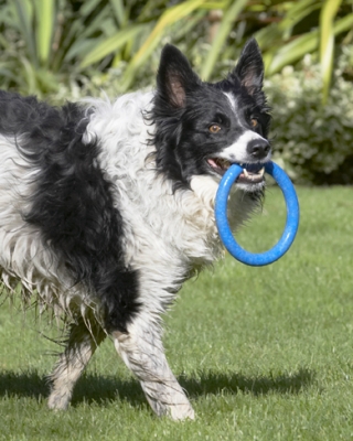 Now, where's the hoopla stall?
Schlüsselwörter: Border Collie Collies Dog Dogs Jack Play Playing Playtime