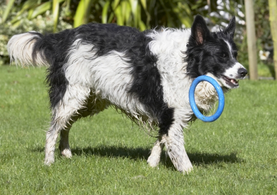 I'm bored with this game
Palabras clave: Border Collie Collies Dog Dogs Jack Play Playing Playtime
