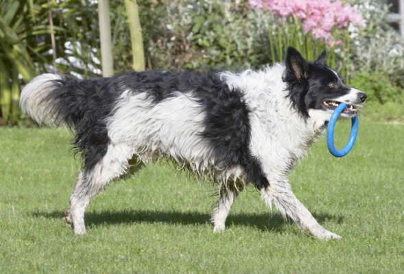 On a mission
Ključne besede: Border Collie Collies Dog Dogs Jack Play Playing Playtime