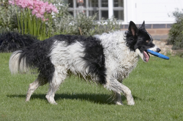 Look at this cool trick
Mots-clés: Border Collie Collies Dog Dogs Jack Play Playing Playtime