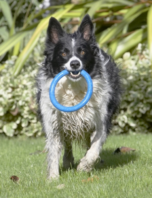 Wanna play tug-o-war?
Ključne besede: Border Collie Collies Dog Dogs Jack Play Playing Playtime