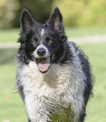 You gonna throw again?
Keywords: Border Collie Collies Dog Dogs Jack Play Playing Playtime Tongue
