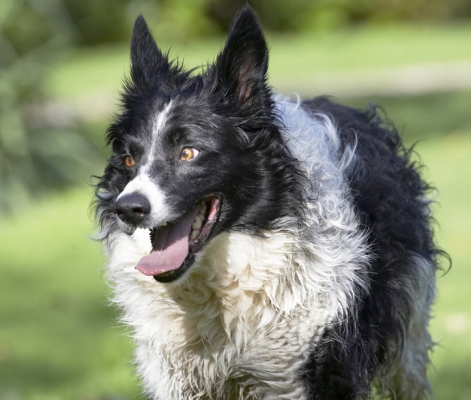Time out for a breather
Trefwoorden: Border Collie Collies Dog Dogs Jack Play Playing Playtime Tongue