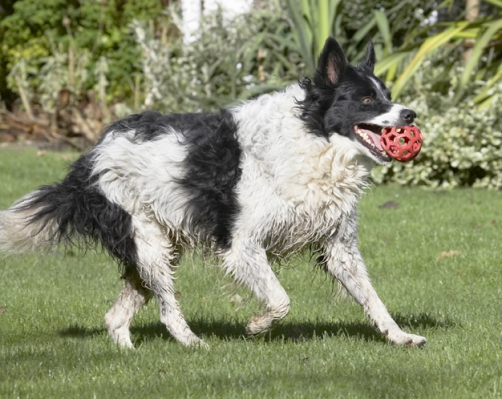This is the life
Ključne besede: Ball Border Collie Collies Dog Dogs Jack Play Playing Playtime