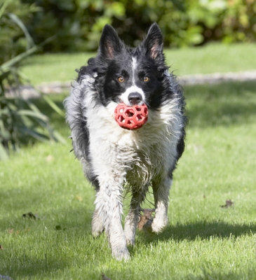 Get ready, I'm bringing it back for another throw
Schlüsselwörter: Border Collie Collies Dog Dogs Jack Play Playing Playtime