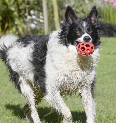 And here I am with another successful retrieval
Ključne besede: Border Collie Collies Dog Dogs Jack Play Playing Playtime