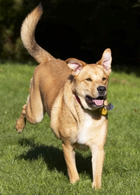 Life is good
Schlüsselwörter: Critter Dog Dogs German Shepherd Labrador Play Playing Playtime Run Running Tongue