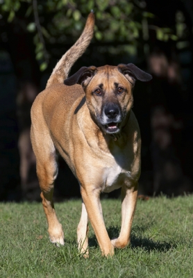 I'm coming at my own pace
Ključne besede: Dog Dogs German Shepherd Labrador Play Playing Playtime Savannah