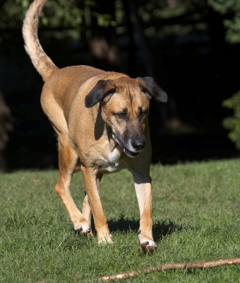 Oh, look, a stick to play with
Ключові слова: Dog Dogs German Shepherd Labrador Play Playing Playtime Savannah Stick