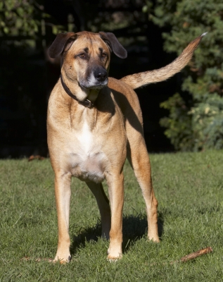 Now, where's that Critter gone?
Ključne besede: Dog Dogs German Shepherd Labrador Play Playing Playtime Savannah Stand Standing