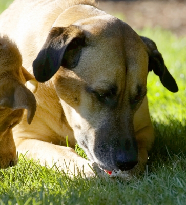 Wot you got there then?
Palabras clave: Critter Dog Dogs Eat Eating German Shepherd Labrador Play Playing Playtime Savannah