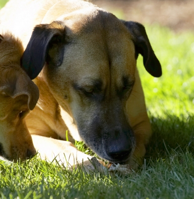Well, you gonna share or wot?!
Schlüsselwörter: Critter Dog Dogs German Shepherd Labrador Play Playing Playtime Savannah