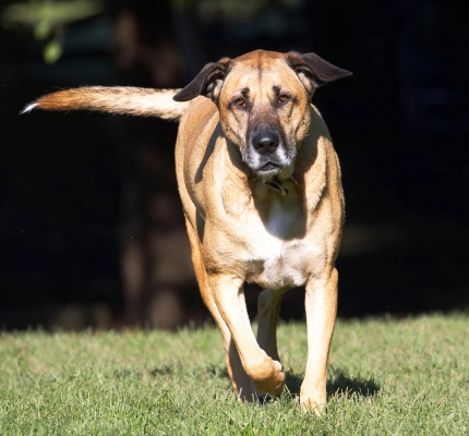 Gotta burn off those calories
Keywords: Dog Dogs German Shepherd Labrador Play Playing Playtime Run Running Savannah