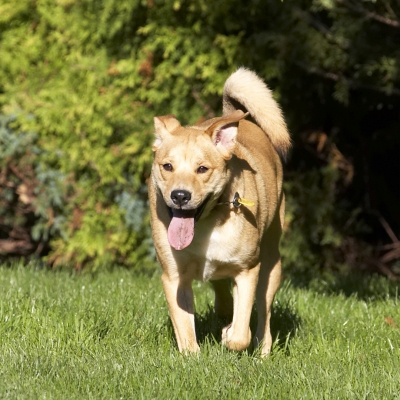 I'm off to find the action
Słowa kluczowe: Critter Dog Dogs German Shepherd Labrador Play Playing Playtime Run Running Tongue
